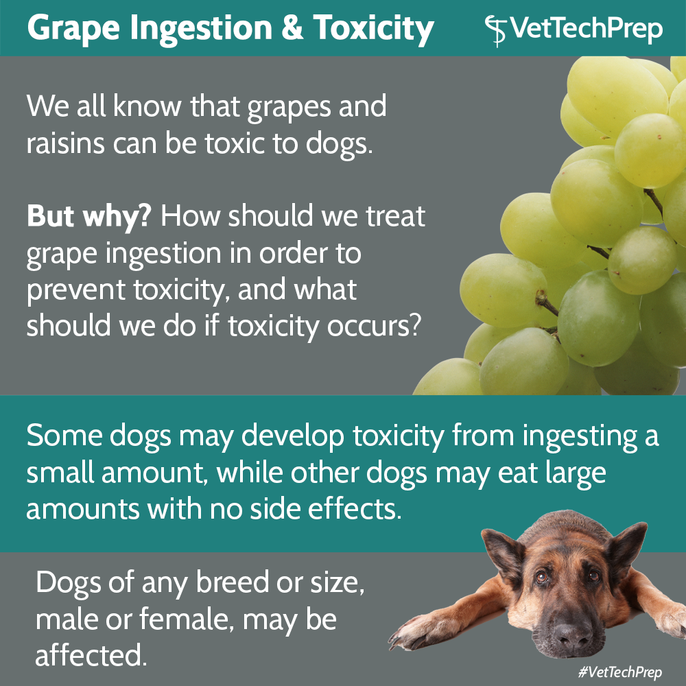 What Will Grapes Do To A Dog - How Grapes Affect Dog Liver Functions